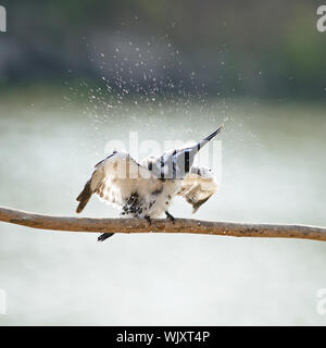 Bella Kingfisher bird, Pied Kingfisher (Ceryle riduis), con il piccolo pesce nella sua bocca, oscillare la sua testa su un ramo Foto Stock