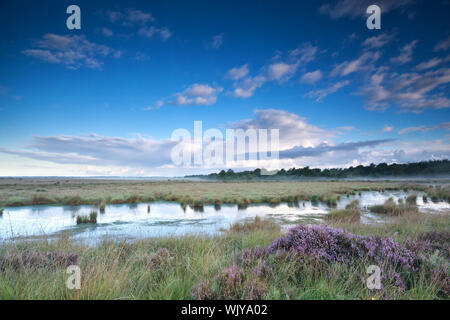 Cielo blu sulla palude con heather in estate Foto Stock