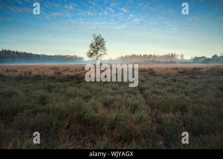 Heatherland e una betulla in autunno sunrise Foto Stock