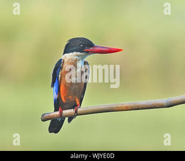 Uccelli colorati, nero-capped Kingfisher (Halcyon pileata) Foto Stock