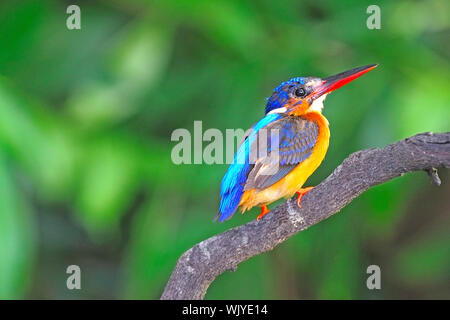 Blue Kingfisher, femmina brunito-eared Kingfisher (Alcedo meninting) Foto Stock