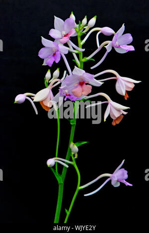 Specie rare di Calanthe, Calanthe sylvatica Foto Stock