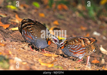 Pernice colorati uccelli, giovane di Rufous-throated pernice (Arborophila rufogularis), sul terreno, preso in Thailandia Foto Stock