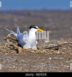 Fraticello (Sternula albifrons) uova da cova in riva al mare Foto Stock