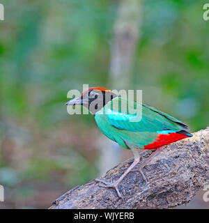 Bella Pitta, incappucciati Pitta (Pitta sordida) con belle in piedi sul log Foto Stock