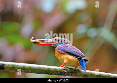 Femmina Blu-nastrare Kingfisher (Alcedo euryzona) alimenta i suoi pulcini con il granchio in bocca Foto Stock