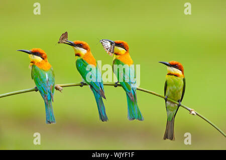 Quattro in un ramo di castagno capo-Bee eater (Merops leschenaulti) Foto Stock