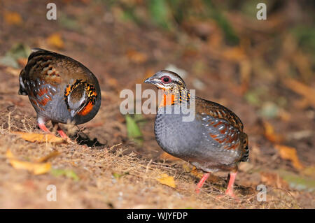 Bella la pernice, la coppia di Rufous-throated pernice (Arborophila rufogularis) presi in Thailandia Foto Stock