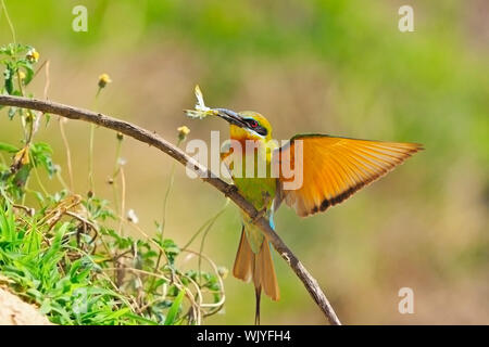 Blu-tailed gruccione, breasted profilo adottato in Thailandia Foto Stock