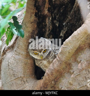 Spotted Owlet (Athene brama), in piedi sul suo foro Foto Stock