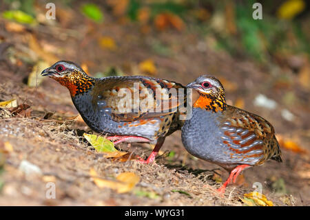 Bella la pernice, Rufous-throated pernice (Arborophila rufogularis) presi in Thailandia Foto Stock