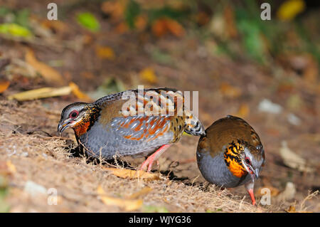 Bella la pernice, la coppia di Rufous-throated pernice (Arborophila rufogularis) sul terreno, preso in Thailandia Foto Stock