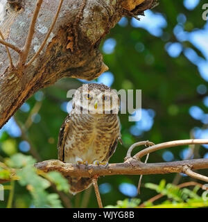 Spotted Owlet (Athene brama), in piedi su un ramo Foto Stock