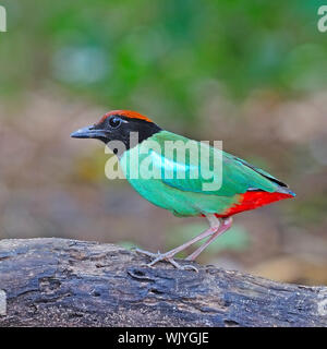 Con cappuccio (Pitta Pitta sordida) con belle in piedi sul log Foto Stock