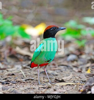 Bella Pitta, incappucciati Pitta (Pitta sordida) con una bella permanente sulla terra Foto Stock