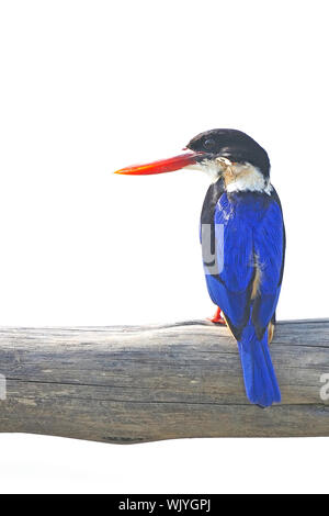 Uccelli colorati, nero-capped Kingfisher (Halcyon pileata) su un ramo Foto Stock