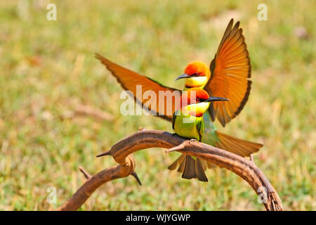 Bella gruccione, Castagno capo-Bee eater (Merops leschenaulti) su un ramo Foto Stock