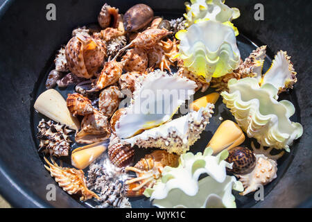 Bella conchiglie colorate in un bacino su un isola tropicale Foto Stock