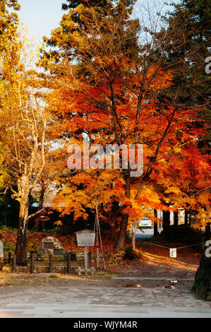 Grande bella vibrante colorata rosso arancio giallo fogliame di foglie di acero in autunno in dicembre - Yamagata, Giappone Foto Stock