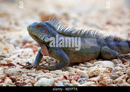 Iguana sulla porta Marie sulla spiaggia di Curacao Foto Stock