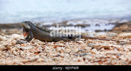 Iguana sulla porta Marie sulla spiaggia di Curacao Foto Stock