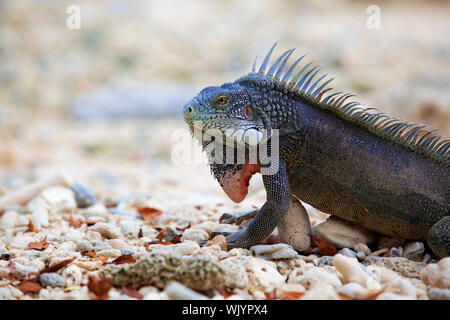 Iguana sulla porta Marie sulla spiaggia di Curacao Foto Stock