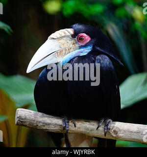 Una femmina di pianura-pouched Hornbill (Rhyticeros subruficollis), il profilo di testa Foto Stock