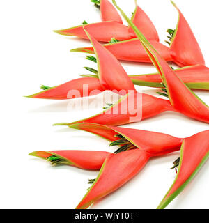 Rosso tropicale Fiore heliconia, Heliconia stricta, isolato su sfondo bianco Foto Stock