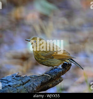 Colorato uccello marrone, femmina bianco-tailed Robin (Myiomela leucura), in piedi sulla roccia, Profilo laterale Foto Stock