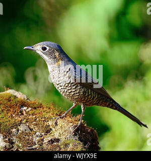 Bellissimo uccello grigio, femmina di castagno Rock-Thrush panciuto (Monticola rufiventris), in piedi sulla roccia, Profilo laterale Foto Stock