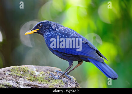 Violaceo-uccello blu, blu sibilo Tordo (Myophonus caeruleus), Bill giallo, in piedi sul log Foto Stock