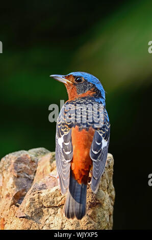 Bellissimo uccello Rock-Thrush, maschio bianco-throated Rock-Thrush (Monticola gularis), seduto sulla roccia, profilo posteriore Foto Stock