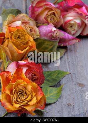 Angolo di confine bellezza colorati rose appassite con foglie closeup rustico sfondo di legno Foto Stock