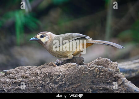Uccello marrone, bianco-browed Laughingthrush (Pterorhinus sannio), rara specie di uccello Laughingthrush, in piedi sul log, Profilo laterale Foto Stock