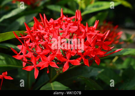 Closeup red ixora coccinea in piena fioritura sulla giornata di sole, il fuoco selettivo Foto Stock