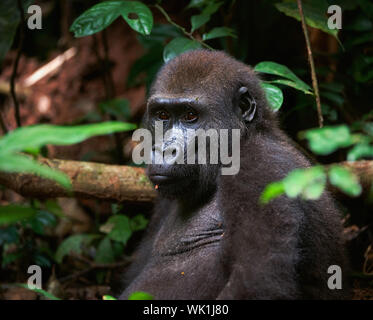 Ritratto di pianura occidentale Gorilla in un habitat naturale. Repubblica democratica del Congo. Foto Stock