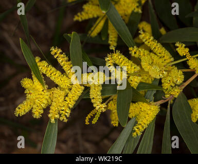 Giallo dorato di Fiori & Foglie verdi di Acacia / bargiglio, fiori selvatici Australiano su sfondo scuro in NSW Foto Stock