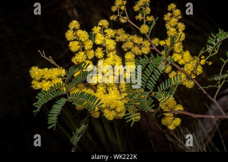 Giallo dorato di Fiori & Foglie verdi di Acacia spectabilis / Mudgee bargiglio, fiori selvatici Australiano su sfondo scuro in NSW Foto Stock