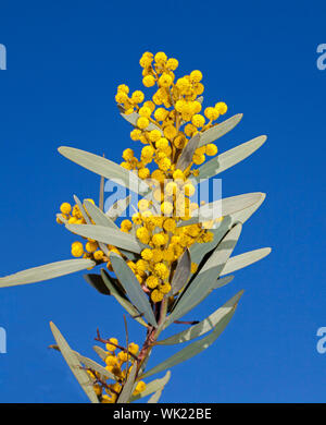 Cluster di forma globulare golden fiori di colore giallo e grigio verde delle foglie di Acacia toondulya / bargiglio, fiori selvatici Australiano contro lo sfondo del cielo blu Foto Stock