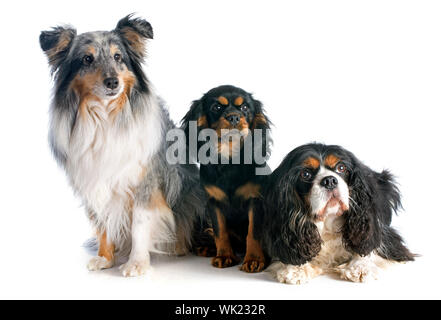 Cucciolo e adulto Cavalier King Charles, e shetland sheepdog davanti a uno sfondo bianco Foto Stock