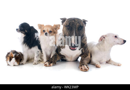 Cani e guinea pig davanti a uno sfondo bianco Foto Stock