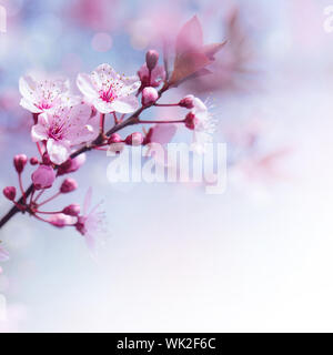 particolare di fiori di ciliegio bianco in primavera Foto stock - Alamy