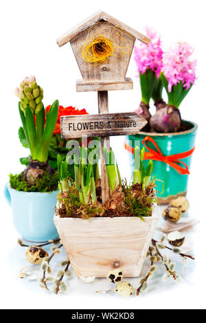 Potted spring flowers and little birdhouse over white - spring, easter and garden concept Foto Stock