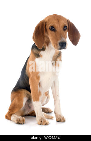 Giovani Beagle Harrier davanti a uno sfondo bianco Foto Stock