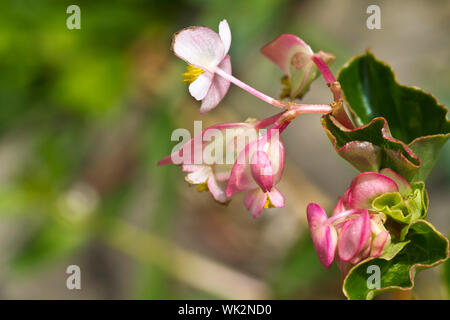 Rosa fiori selvatici sotto il sole del mattino con sfondo sfocato Foto Stock