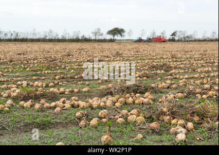 Il raccolto di cipolle in agricoltura i campi olandesi di Sealand Foto Stock