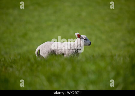 Un agnello è in esecuzione in un prato verde di erba Foto Stock