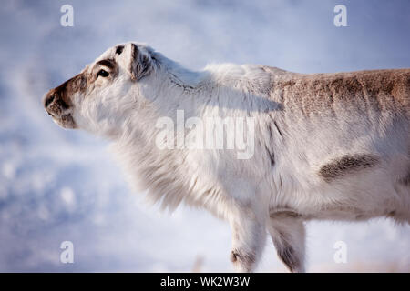 Un renne selvatiche sull isola di Spitsbergen, Svalbard, Norvegia Foto Stock