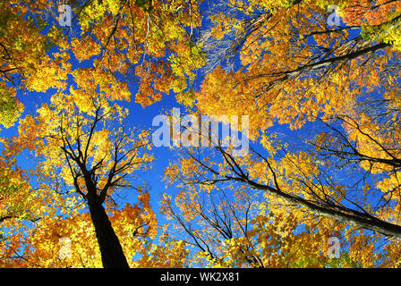Le tettoie di alti colori d'autunno alberi nella soleggiata foresta di caduta Foto Stock