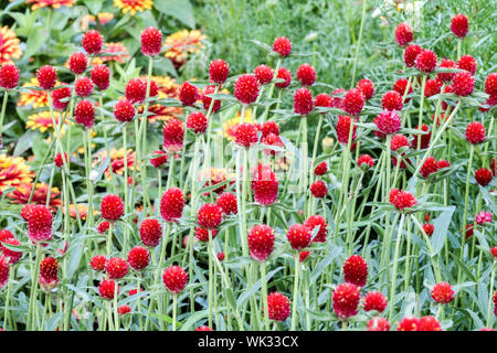 Gomphrena haageana "Carmine" Amaranto Globe Foto Stock